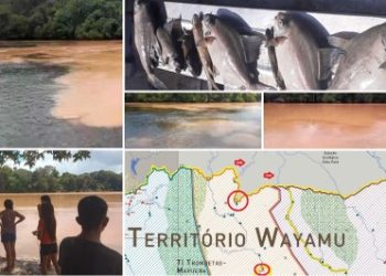 MPF pede medidas de emergência depois de peixes mortos e águas turvas deixarem indígenas sem alimento no rio Mapuera, no Pará