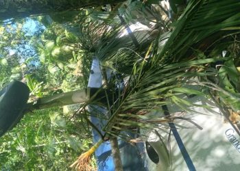 Morre piloto de avião após pouso forçado em Oriximiná, no PA; passageiros sobreviveram