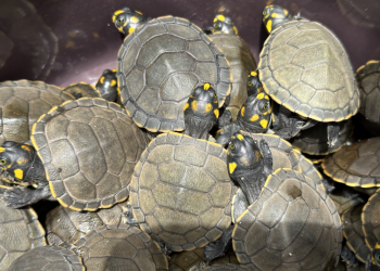 Mais de 3 mil quelônios são devolvidos à natureza, em Oriximiná