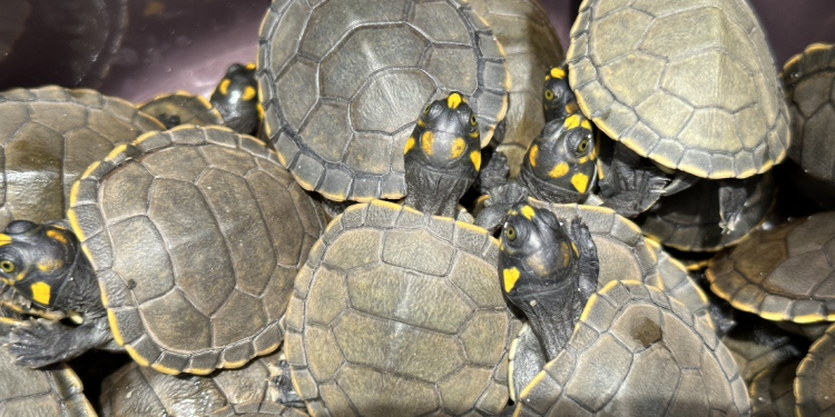 Mais de 3 mil quelônios são devolvidos à natureza, em Oriximiná