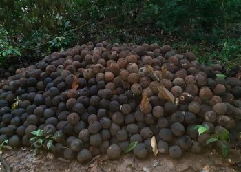 IDEFLOR-Bio promove a abertura da Flota do Trombetas para coleta da safra da Castanha do Pará 2023