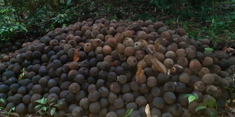 IDEFLOR-Bio promove a abertura da Flota do Trombetas para coleta da safra da Castanha do Pará 2023