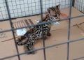 Centro de Triagem Animal resgata filhote de Jaguatirica ferida, em Oriximiná