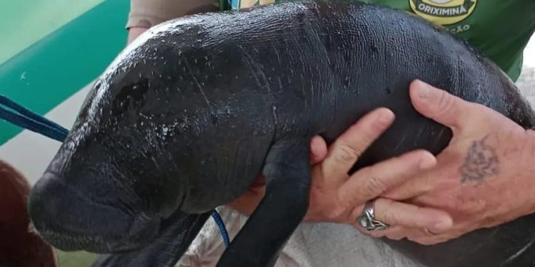 Filhote de peixe-boi é resgatado por agentes da Semma em Oriximiná