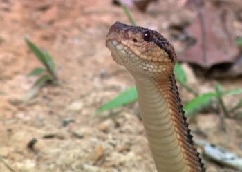 Oriximiná registra mais picadas de cobra que a média nacional, aponta estudo