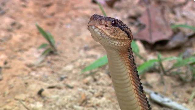 Oriximiná registra mais picadas de cobra que a média nacional, aponta estudo