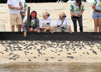 Projeto Pé-de-Pincha solta mais de 45 mil quelônios em comunidades do Oeste do Pará