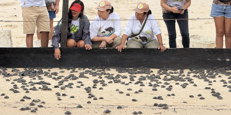 Projeto Pé-de-Pincha solta mais de 45 mil quelônios em comunidades do Oeste do Pará