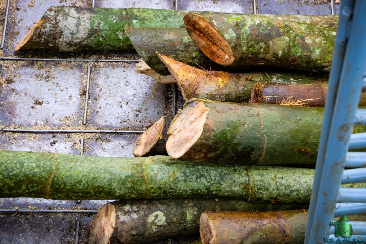 Tradição das barquinhas reúne gerações em Oriximiná