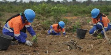 Com participação de comunidades, áreas mineradas de Juruti devem receber 344 mil mudas em 2026